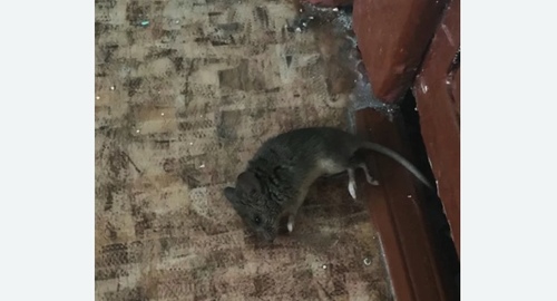 Дезинфекция от мышей в Медвежьегорске
