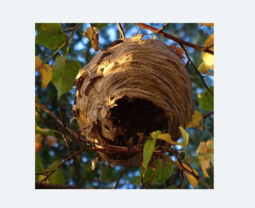 Обработка от шершней в Медвежьегорске