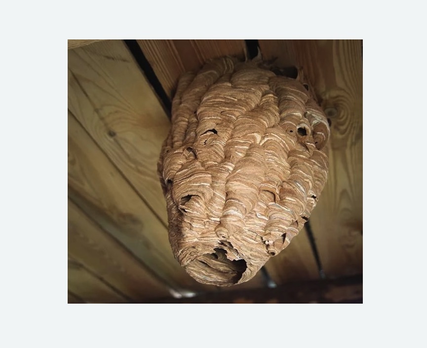 обработка от шершней в Медвежьегорске