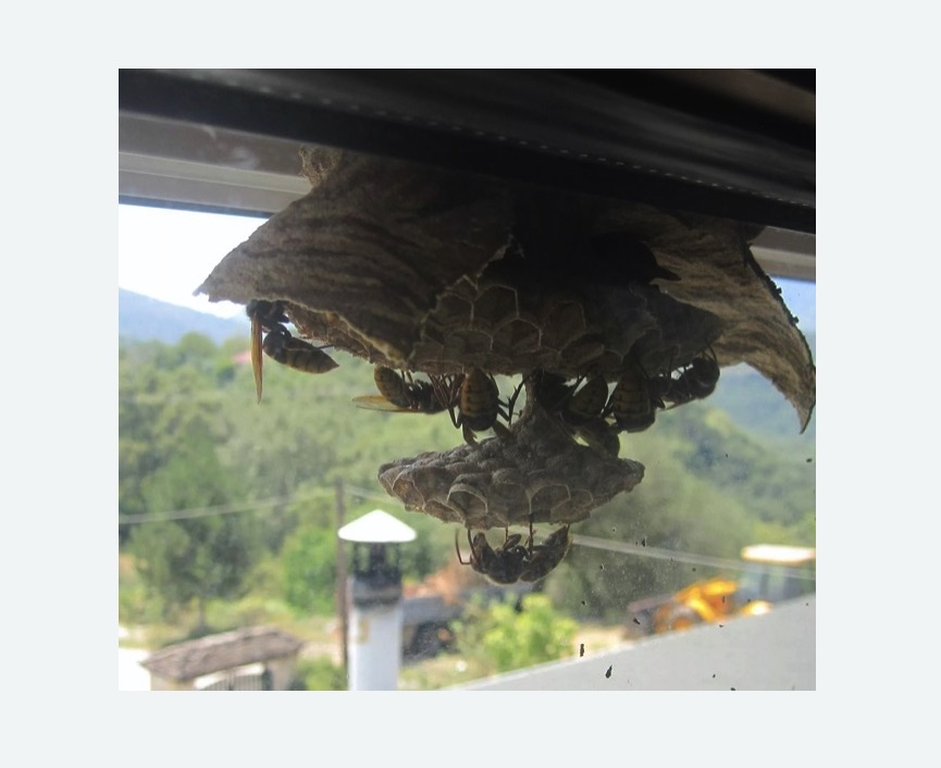 Уничтожение гнёзд шершней в Медвежьегорске