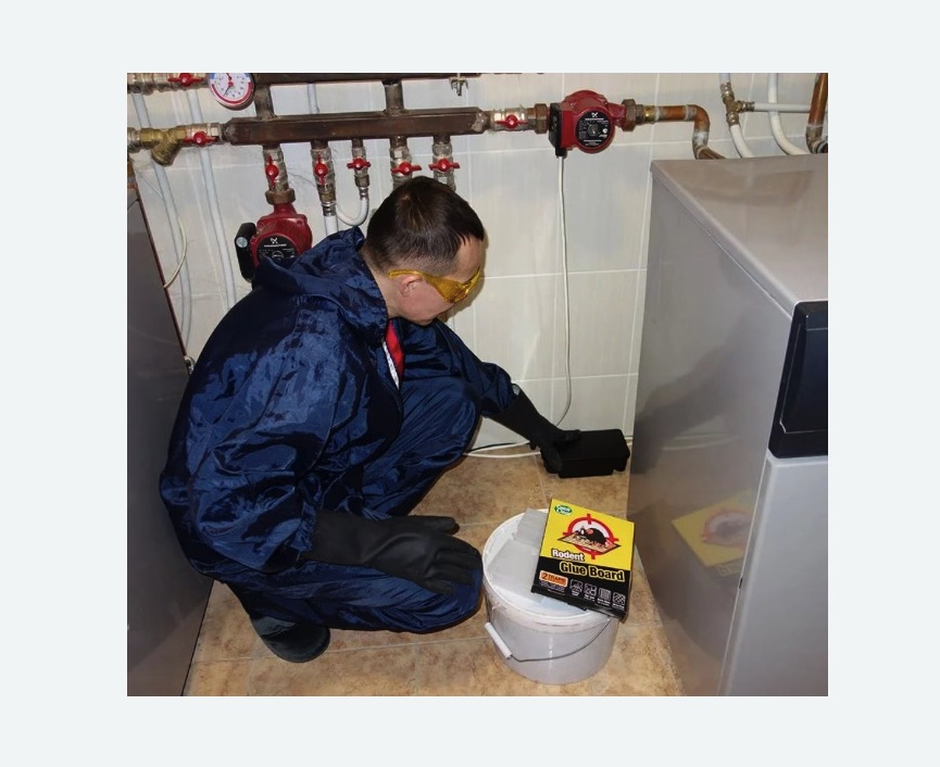 Уничтожение крыс Уничтожение крыс в Медвежьегорске