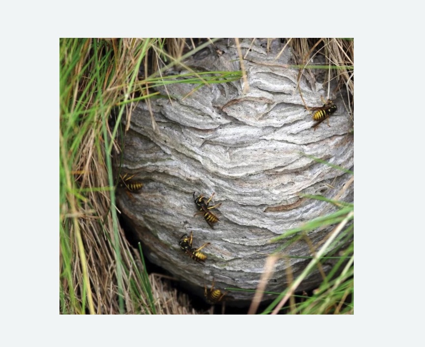 Уничтожение ос и ульев Уничтожение ос и ульев в Медвежьегорске